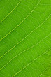 © serikbaib - green leaf background, leaf texture and structure