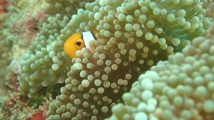 Sticker - clownfish hiding slow motion