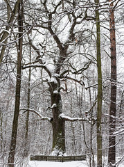 Wall Mural - Winter park with big oak tree