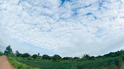 Wall Mural - landscape blue sky with white clouds during day before raining over agriculture land nature backgrou