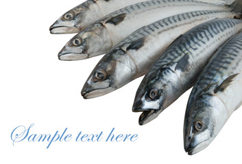 Mackerel fish isolated on the white background