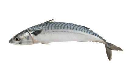 Wall Mural - Fresh mackerel fish isolated on the white background