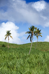 Wall Mural - Palm trees on green hills and the blue sky with clouds, Mauritius