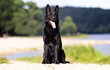 black german shepherd dog sits by the river