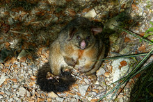 The Australian Brush Tailed Possum Was Introduced To New Zealand For The Fur Trade, It Is Now Considered A Pest