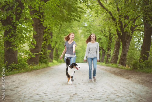 australian shepherd talking