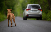An Abandoned Dog On The Street Looking At A Car Going Away