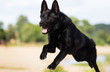 black german shepherd dog runs along the river bank