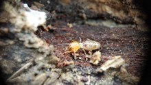 An Indian Drywood Termite - Cryptotermes Brevis Extreme Macro Closeup Photo