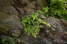 Adiantum Capillus-veneris Growing On A Rock In A River (fern)