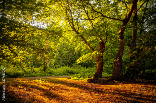 Fotomural Warm sunshine breaking through the woods and casting long shadows on the earth of Epping Forest, Essex, UK