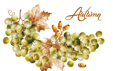 Wall Mural - Autumn card Vector watercolor. Fall harvest grapes illustrations