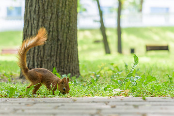 squirrel plays in the summer in the park.