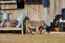 Donkey In The Barnyard