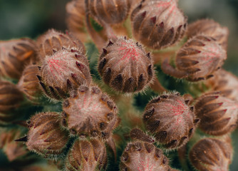 Wall Mural - Macro shot of blossson semperivum, houseleek