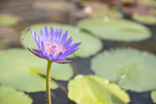 Closeup Of Young Single Water Lily With Dragonfly In Pond.