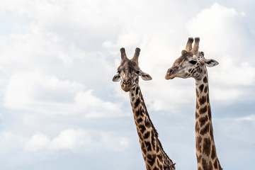 Two adult giraffe making love during day in Maasai mara