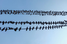 Group Of Pigeon Birds Standing On Wire