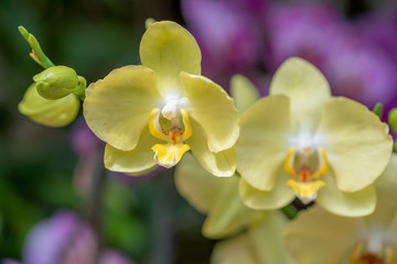 Poster - Orchidée phalaenopsis dans un jardin botanique