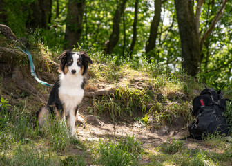 Wall Mural - Adorable young Australian Shepherd dog at summer forest. Beautiful adult purebred Aussie outdoors in the nature.