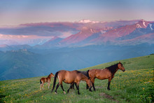 Wild Horses Are Walking On A Green Meadow Against The Backdrop Of Mountains In The Evening, Karachay-Cherkessia, Caucasus, Russia