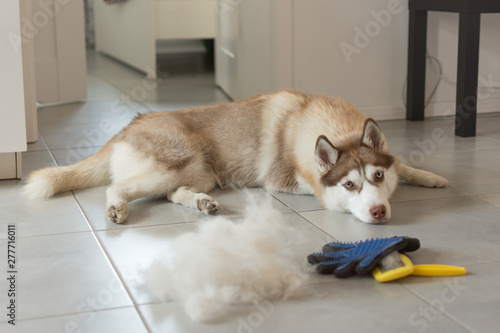 dogs molting fur