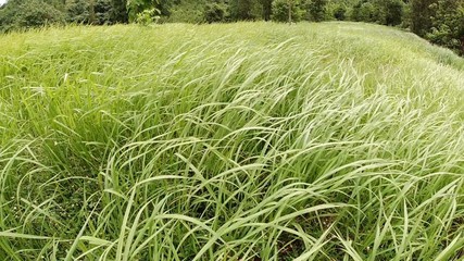 Wall Mural - landscape of a beautiful green grass field swaying in the wind. nature park and outdoor concept