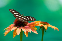 Zebra Longwing Butterfly And Two Flowers