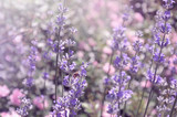 Fototapeta Lawenda - A bee on a lavender flower collects nectar.