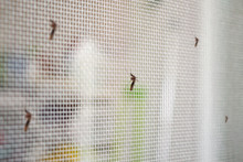 Many Mosquitoes On Insect Net Wire Screen Close Up On House Window