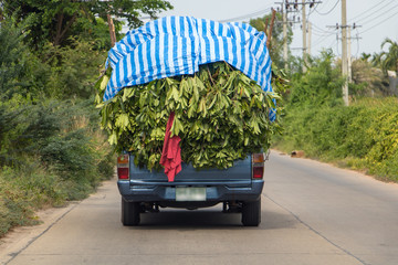 Pickup carries trees for planting. Transporting trees for horticulture, Thailand.