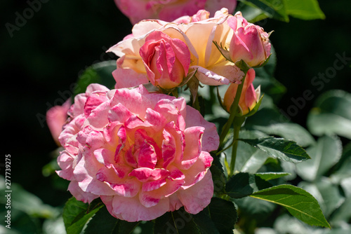 Photographie sunny close up of several gloria dei rose heads