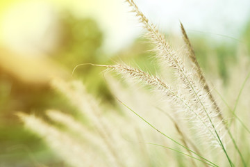 Wall Mural - Closeup blossom flowers of thatched grass grow in the wild field