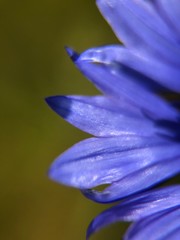 closeup of blue flower