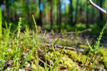 green grass in the forest