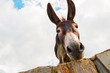 © Alberto Menendez/ADDICTIVE STOCK - View to donkey standing at cloudy background looking at camera