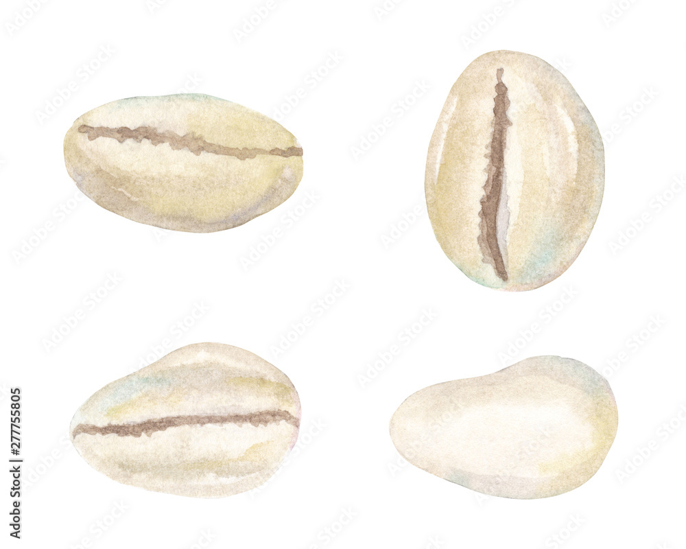 Watercolor hand drawn set with seashells cowrie isolated on white ...