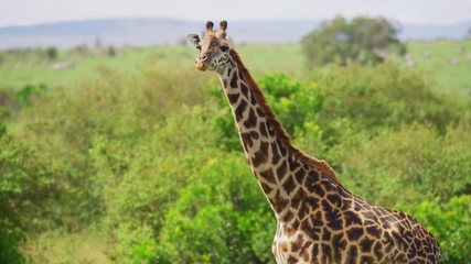 close up of a masai giraffe