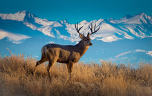 Wild Deer In The Colorado Great Outdoors