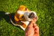 Beagle dog taking treat from hand