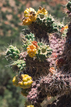 Jumping Cactus Close Up