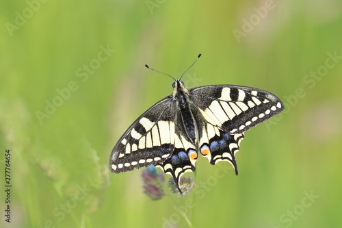 Cuadros en Lienzo Old World swallowtail (Papilio machaon) resting on a flower in a green meadow, a butterfly of the family Papilionidae