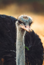 Head Of Wonderful Wild Ostrich On Blurred Background Of Nature In National Park In Ethiopia