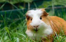 White Brown Guinea Pig In The Garden On Green Grass.
