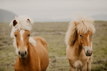 Two Horse Standing In Field