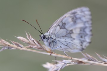 Wall Mural - Papillon blanc