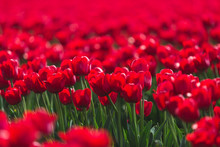 Germany, Red Tulip Field