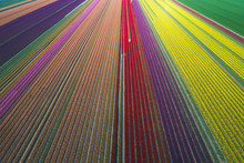 Aerial View Of Tulip Fields