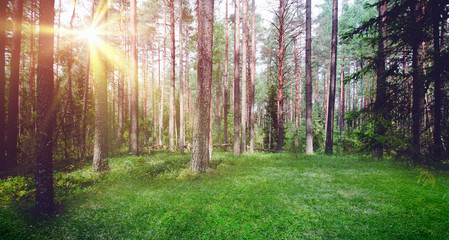 Wall Mural - Forest nature sunrise