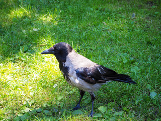 Portrait of big gray crow (Corvus) standing on the green grass in the sun light